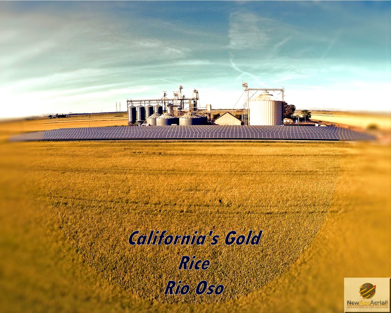 Rio Oso. CA 2016 rice harvest